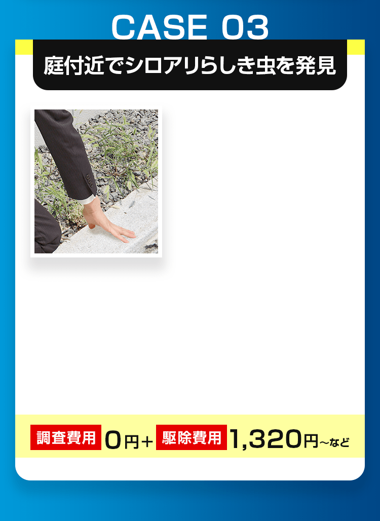 庭付近でシロアリらしき虫を発見