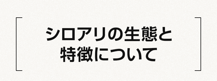 シロアリの生態と特徴について
