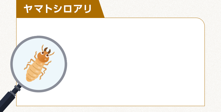 ヤマトシロアリ