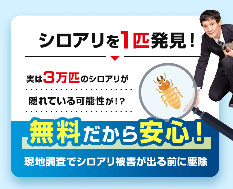 シロアリを1匹発見!実は3万匹のシロアリが隠れている可能性が!?